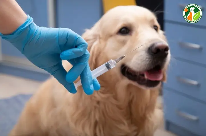 Hướng Dẫn Phòng Ngừa Chó Đi Ngoài Ra Máu Có Mùi Tanh Hướng Dẫn Phòng Ngừa Chó Đi Ngoài Ra Máu Có Mùi Tanh