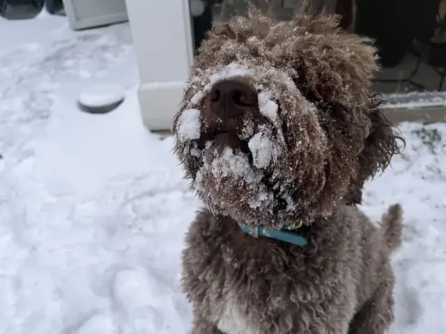 Chó Đi Ngoài Phân Xanh: Nguyên Nhân, Khi Nào Nguy Hiểm Và Cách Xử Lý Khoa Học