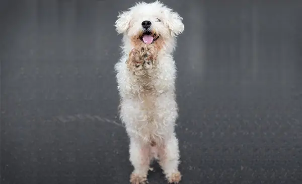 Điều Trị Chó Đi Tiểu Không Tự Chủ