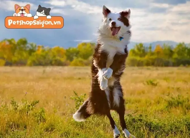 Chó Phối Giống Mấy Lần Thì Được Đối Với Chó Đực?