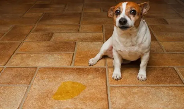 Chó Bị Bệnh Tiết Niệu