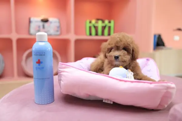 Bnp Khử Mùi Hôi Thú Cưng Hiệu Quả