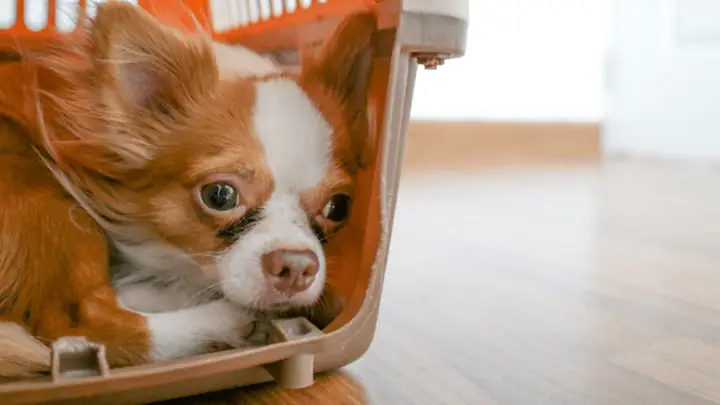 3dạy Chó Đi Vệ Sinh Đúng Bắt Đầu Từ Đâu?