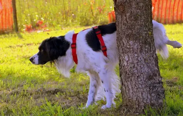 Các Dấu Hiệu Nhận Biết Chó Đi Vệ Sinh Nhiều Bất Thường Cần Quan Tâm Các Dấu Hiệu Nhận Biết Chó Đi Vệ Sinh Nhiều Bất Thường Cần Quan Tâm