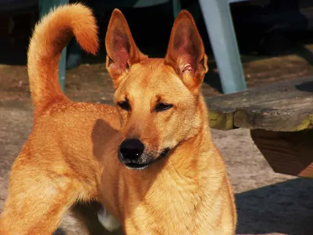 Đặc Điểm Tính Cách Của Chó Dingo Đông Dương