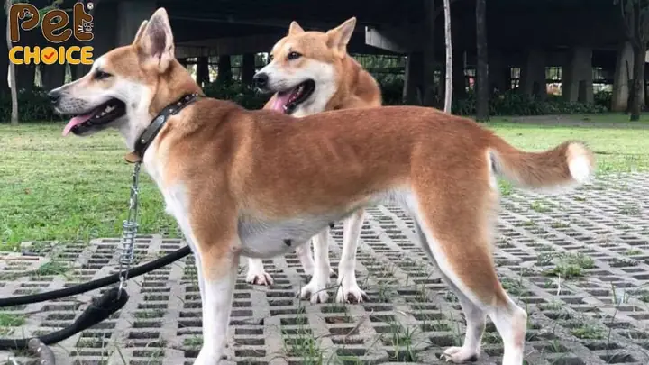 Tính Cách Thông Minh, Nhanh Nhẹn Và Trung Thành