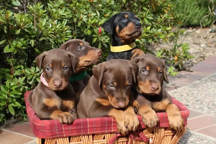 Vì Sao Lại Hình Thành Tục Cắt Tai Chó?