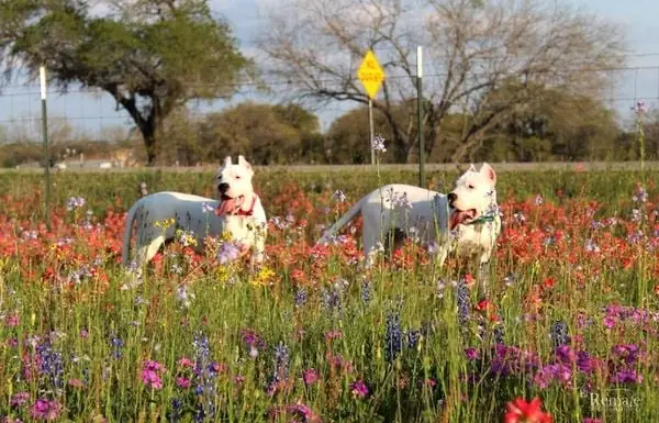 Cách Chăm Sóc, Huấn Luyện Chó Dogo
