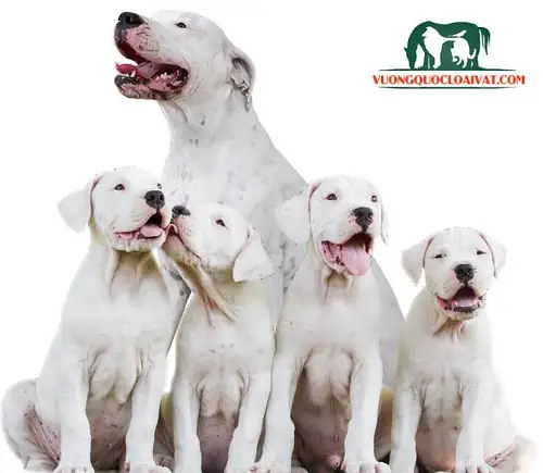 Đặc Tính Chó Dogo Argentino
