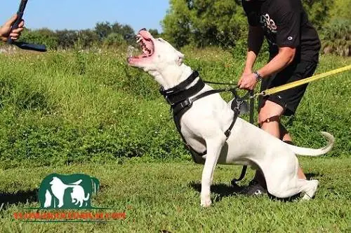 Đặc Điểm Hình Dáng Chó Dogo Argentino