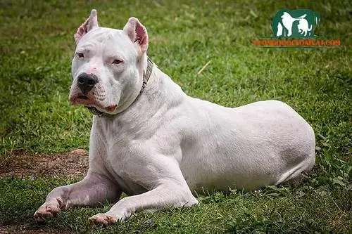 Thông Tin Về Chó Dogo Argentino