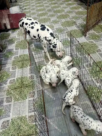 Chó Đốm Mẹ Và Đàn Con ( Nguồn Sưu Tầm )