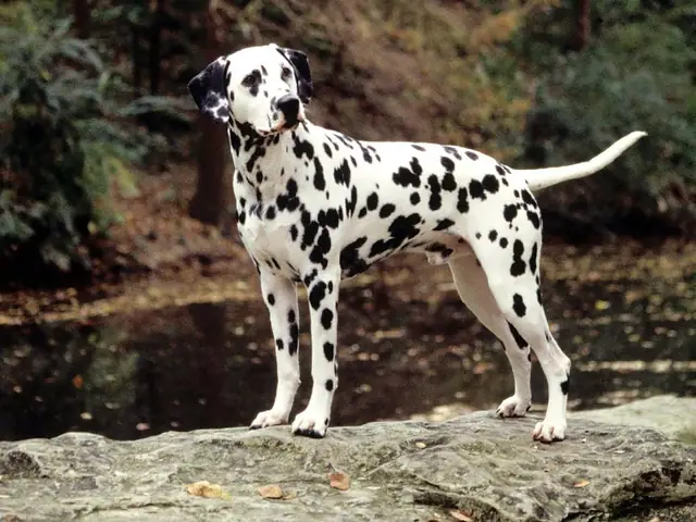 Cách Chăm Sóc Chó Đốm Theo Tiêu Chuẩn Cách Chăm Sóc Chó Đốm Theo Tiêu Chuẩn