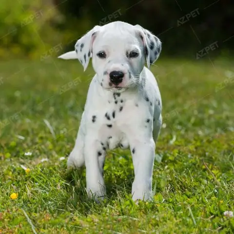 Sự Phát Triển Và Lan Rộng Của Giống Chó Đốm Trên Thế Giới Sự Phát Triển Và Lan Rộng Của Giống Chó Đốm Trên Thế Giới