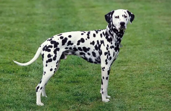 Chó Đốm Dalmatian Giá Bao Nhiêu? Cập Nhật Chi Tiết - Image 2 Chó Đốm Dalmatian Giá Bao Nhiêu? Cập Nhật Chi Tiết - Image 2