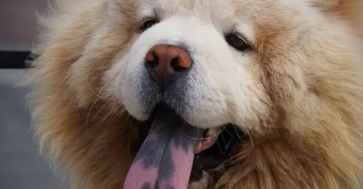 Chó Có Đốm Lưỡi Có Khôn Không?