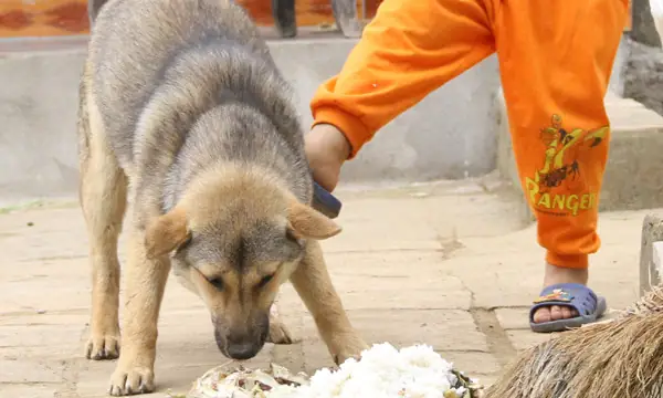 Tại Sao Động Vật Vườn Thú Bỗng Dưng Hung Dữ? Giải Mã Hành Vi
