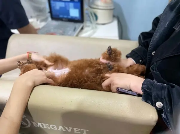 Cách Chữa Viêm Bao Quy Đầu Ở Chó