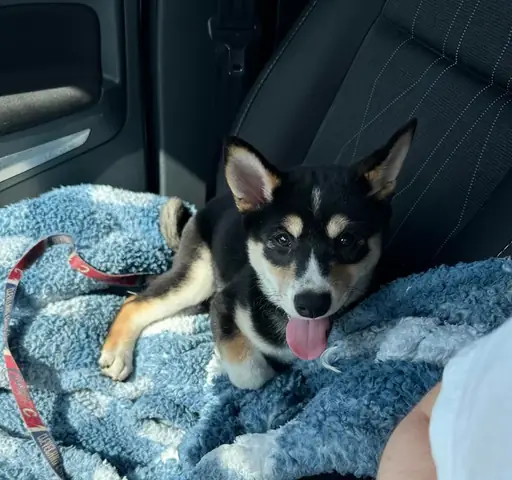 Chó Đực Bỏ Nhà Đi: Nguyên Nhân, Nguy Hiểm & Giải Pháp Toàn Diện