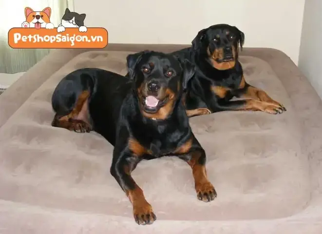 Chó Đực Không Chịu Nhảy Chó Cái Vì Chưa Từng Giao Phối