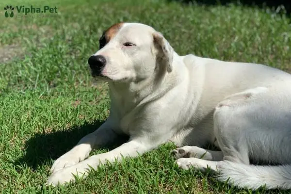 Cách Chăm Sóc Cho Chó Đực Sau Khi Phẫu Thuật Triệt Sản