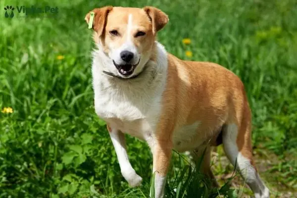 Chuẩn Bị Trước Khi Triệt Sản Chó Đực