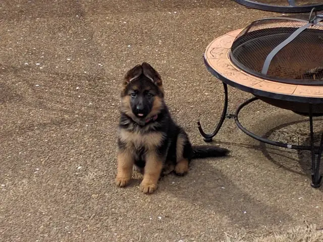 Chó Đực Yếu Sinh Lý: Nguyên Nhân, Dấu Hiệu Và Cách Khắc Phục Hiệu Quả Chó Đực Yếu Sinh Lý: Nguyên Nhân, Dấu Hiệu Và Cách Khắc Phục Hiệu Quả