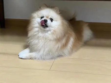 Chó Đuôi Cuộn Mittle Đức Là Gì? Đặc Điểm, Tính Cách Và Cách Chăm Sóc Chó Đuôi Cuộn Mittle Đức Là Gì? Đặc Điểm, Tính Cách Và Cách Chăm Sóc