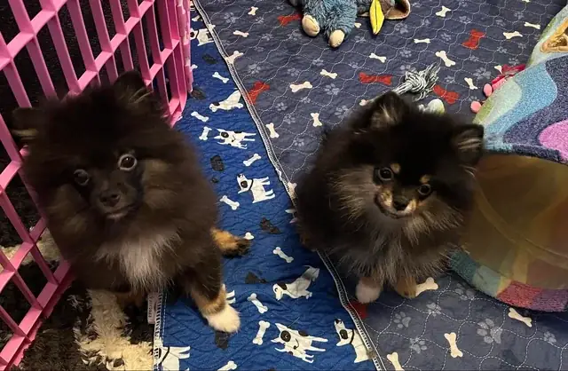 Chó Đuôi Cuộn Mittle Đức Là Gì? Đặc Điểm, Tính Cách Và Cách Chăm Sóc Chó Đuôi Cuộn Mittle Đức Là Gì? Đặc Điểm, Tính Cách Và Cách Chăm Sóc