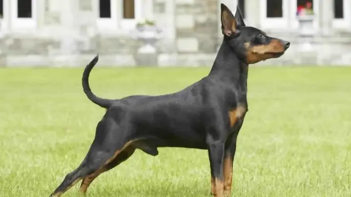 Các Yếu Tố Ảnh Hưởng Đến Giá Chó Phốc Hươu