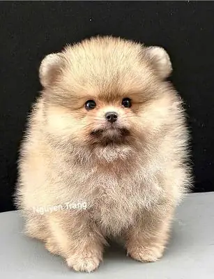 Chó Phốc Hươu Giá Rẻ: Tìm Hiểu Đặc Điểm, Giá Và Chăm Sóc Đúng Chuẩn Chó Phốc Hươu Giá Rẻ: Tìm Hiểu Đặc Điểm, Giá Và Chăm Sóc Đúng Chuẩn