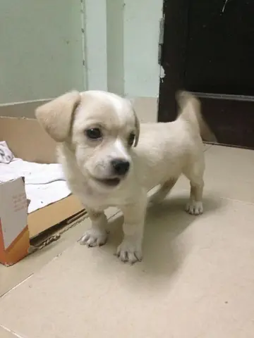 Chế Độ Dinh Dưỡng Của Chó Phốc Sóc Lai Nhật Chế Độ Dinh Dưỡng Của Chó Phốc Sóc Lai Nhật