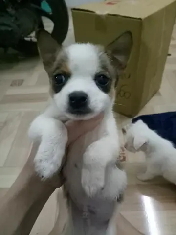 Cách Chăm Sóc Chó Phốc Sóc Lai Nhật Cách Chăm Sóc Chó Phốc Sóc Lai Nhật