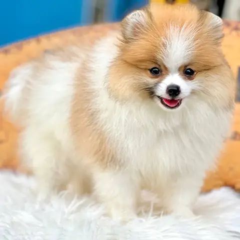 👀 Cách Phân Biệt Pom Mặt Gấu & Mặt Cáo