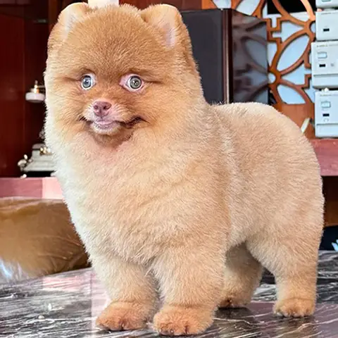 👀 Cách Phân Biệt Pom Mặt Gấu & Mặt Cáo