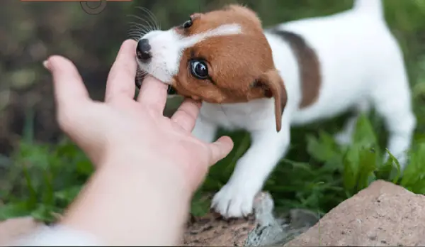 Loài Chó Hoang Dã Không Biết Sủa: Khám Phá Thế Giới Giao Tiếp Của Tổ Tiên Loài Chó