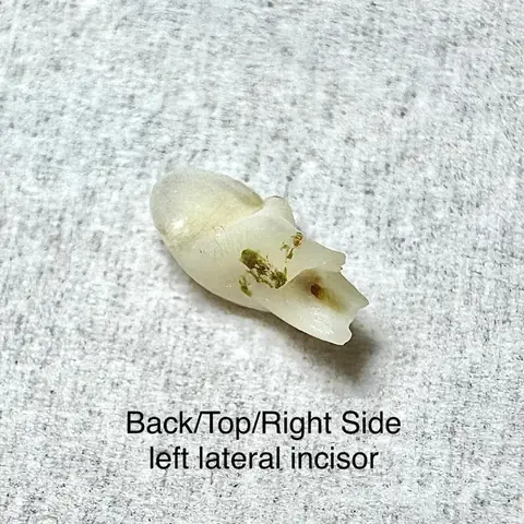 Chó Già Bị Rụng Răng: Nguyên Nhân, Cách Chăm Sóc Và Giải Pháp Dinh Dưỡng