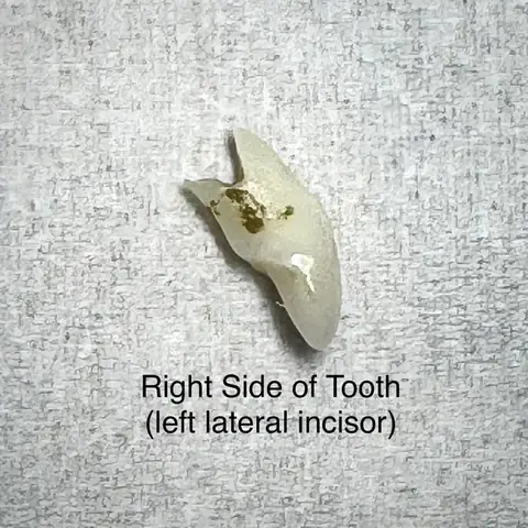 Chó Già Bị Rụng Răng: Nguyên Nhân, Cách Chăm Sóc Và Giải Pháp Dinh Dưỡng