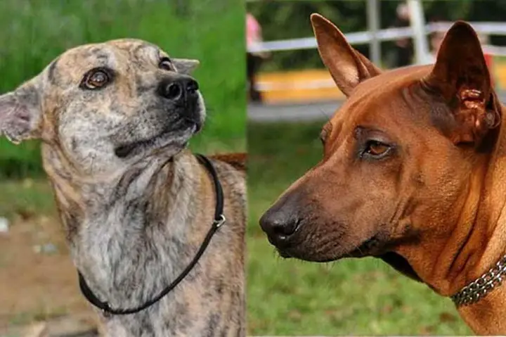 Chó Già Bị Rụng Răng