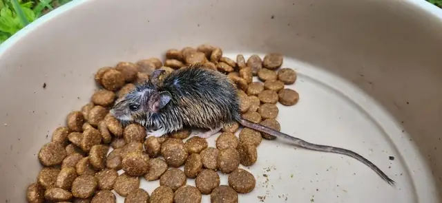 Vì Sao Chó Già Bỏ Nhà Đi? Phân Tích Chuyên Sâu Và Cách Phòng Tránh