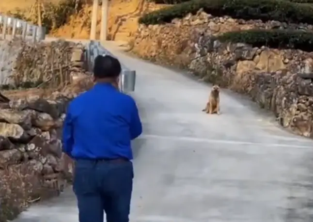 Vì Sao Chó Già Bỏ Nhà Đi? Phân Tích Chuyên Sâu Và Cách Phòng Tránh