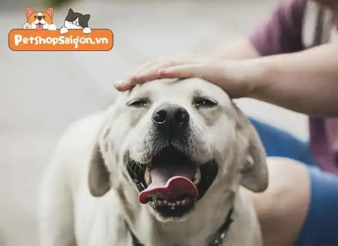 Chó Giao Phối Như Thế Nào Liên Quan Đến Dấu Hiệu Nhận Biết