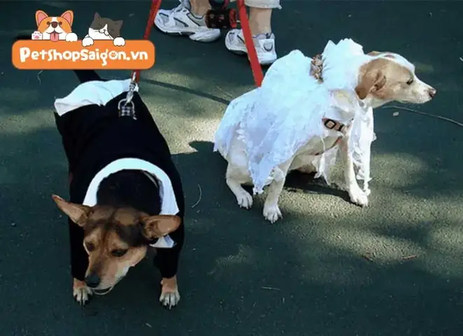 Bao Lâu Thì Chó Cái Động Dục?