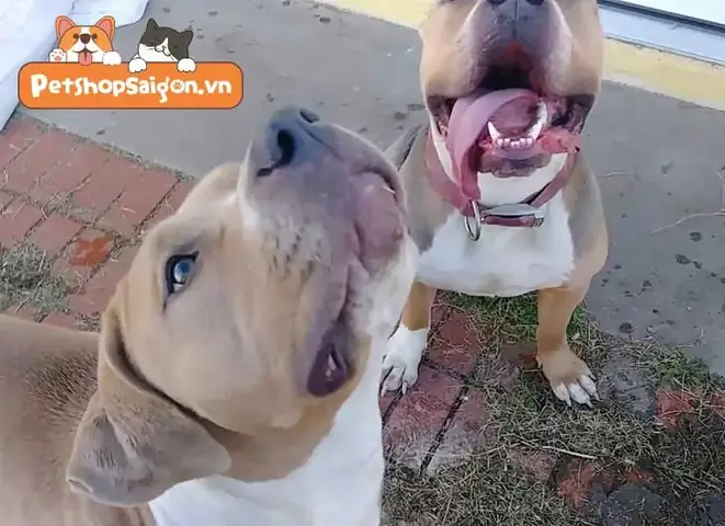 Chó Giao Phối Như Thế Nào Để Thành Công?