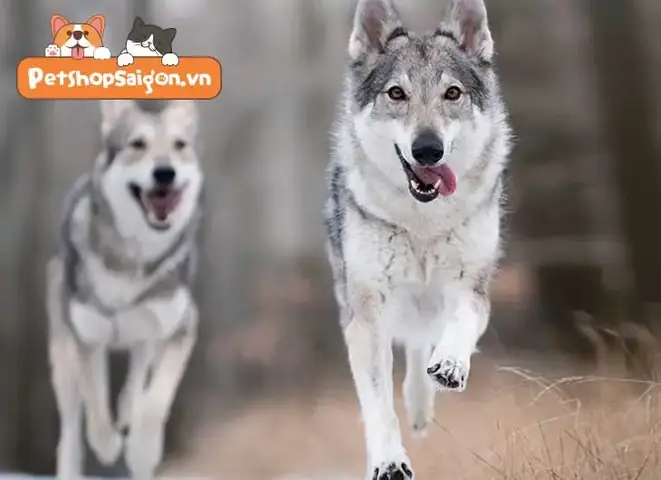 Có Loại Xét Nghiệm Nào Giúp Xác Định Thời Điểm Giao Phối Của Chó Hay Không?