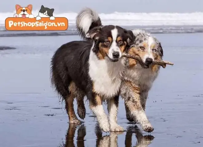 Chó Giao Phối Như Thế Nào Liên Quan Đến Chu Kỳ Động Dục