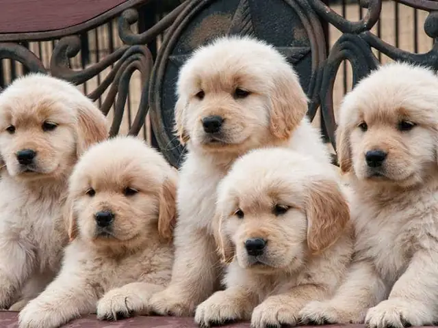 Golden Retriever – Giống Chó Ngoan Ngoãn Golden Retriever – Giống Chó Ngoan Ngoãn