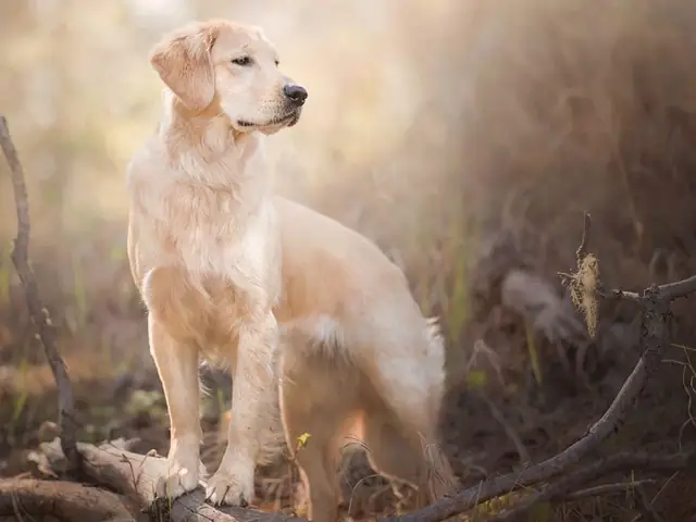 Golden Retrievers Cực Kỳ Phổ Biến Tại Mỹ Golden Retrievers Cực Kỳ Phổ Biến Tại Mỹ