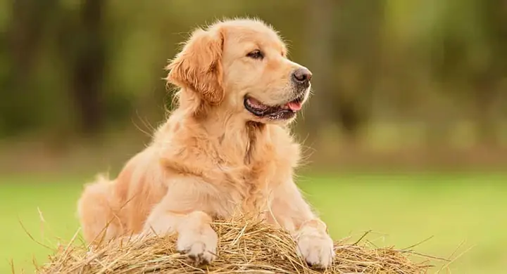 Golden Retriever Sở Hữu Khứu Giác Nhạy Bén Golden Retriever Sở Hữu Khứu Giác Nhạy Bén