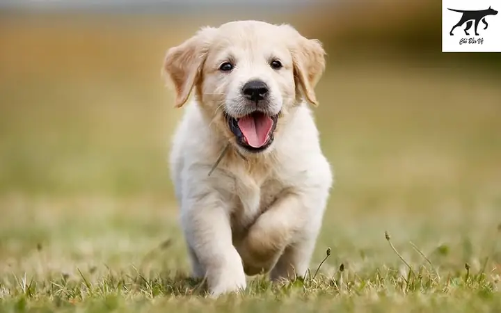 Chó Golden Giá Rẻ Tphcm: Nên Mua Hay Không Và Những Lưu Ý Quan Trọng